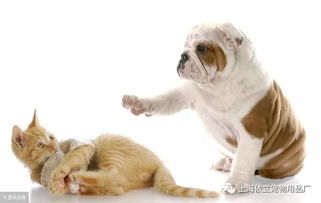 猫狗缠斗2024最新版本下载-猫狗缠斗3d游戏下载v.8.18